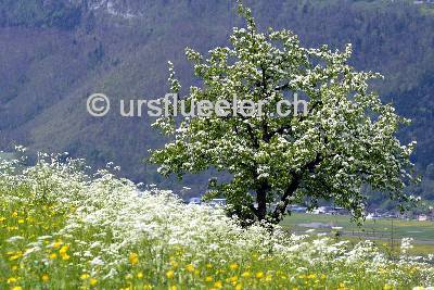 fruehling_buochs_1