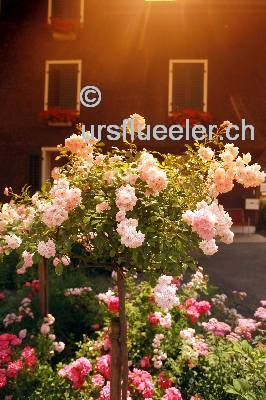 rosenchalet39_bild-urs_flueeler