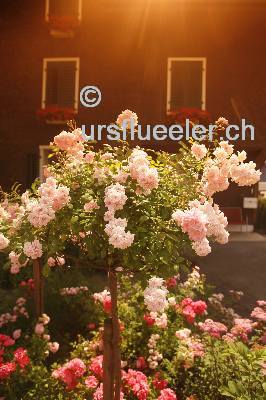 rosenchalet_40_bild-urs_flueeler