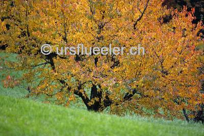 hergiswil_herbst15