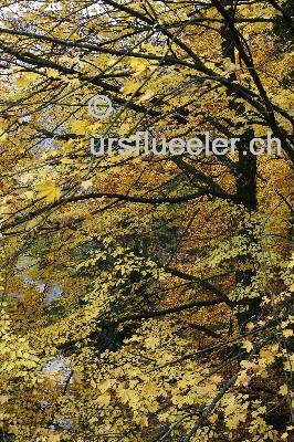 hergsiwil_herbst_19