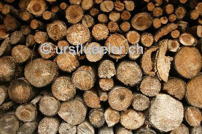 holz_1_hergiswil